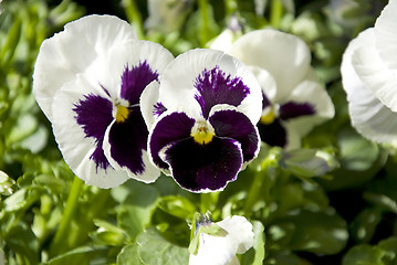 Image showing pansy