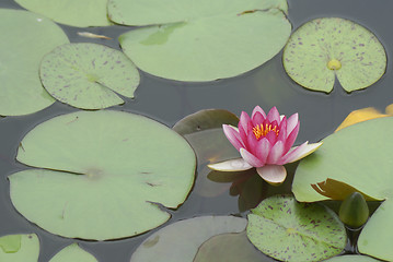 Image showing pink water lily 