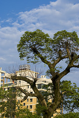 Image showing house and tree