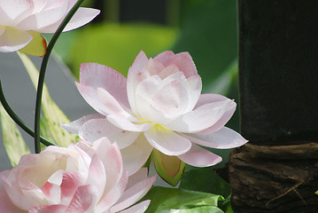 Image showing White water lily 