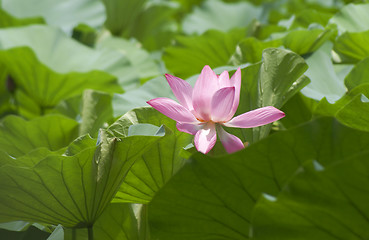 Image showing pink water lily 