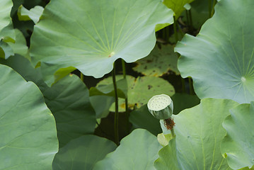 Image showing water lily 