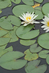 Image showing White water lily 