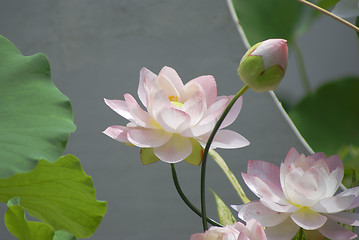 Image showing White water lily 