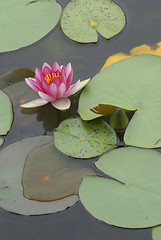 Image showing pink water lily 