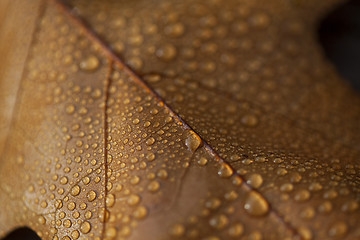 Image showing Autumn leaf