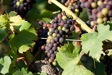 Image showing Grapes in vineyard at the end of summer