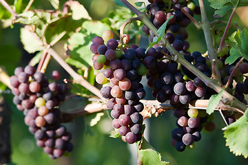 Image showing Grapes in vineyard at the end of summer