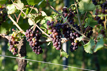 Image showing Grapes in vineyard at the end of summer