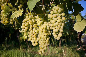 Image showing Grapes in vineyard at the end of summer