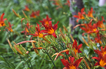 Image showing Lilly flowers (Lilium)