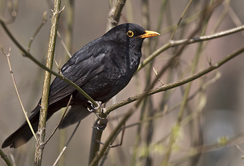 Image showing Eurasian Blackbird