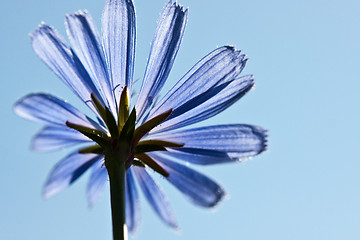 Image showing Common chicory flower, Cichorium intybus