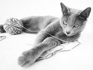 Image showing Portrait of a Russian Blue Cat