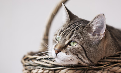 Image showing Cat Protrait of a common european house cat