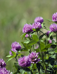 Image showing Trifolium pratense (Red Clover)