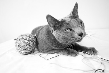 Image showing Portrait of a Russian Blue Cat