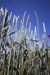 Image showing Fields of Wheat