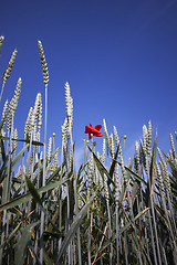 Image showing Fields of Wheat