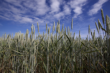 Image showing Fields of Wheat