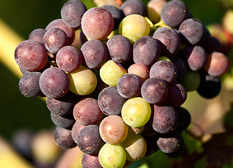 Image showing Grapes in vineyard at the end of summer