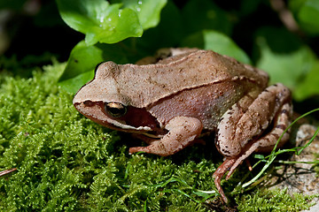 Image showing European Common Brown Frog, Rana temporaria