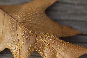 Image showing Autumn leaf