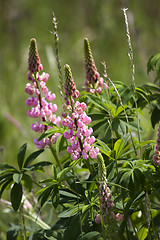 Image showing Lupine (Lupinus polyphyllus)