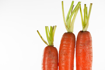 Image showing Three Carrots isolated on white