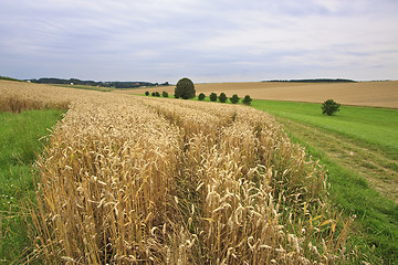 Image showing Fields of Wheat in Summer