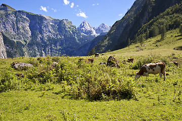 Image showing View from the Koenigssee towards the alps, with cows