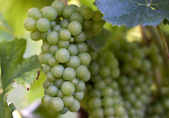 Image showing Grapes in vineyard at the end of summer