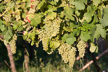 Image showing Grapes in vineyard at the end of summer