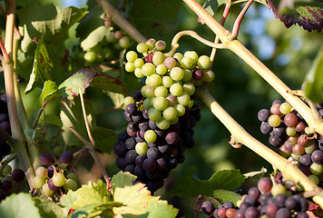 Image showing Grapes in vineyard at the end of summer