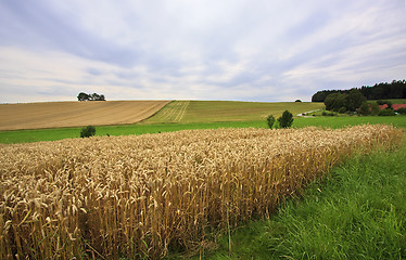 Image showing Fields of Wheat in Summer