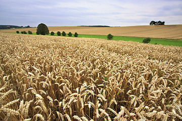 Image showing Fields of Wheat in Summer