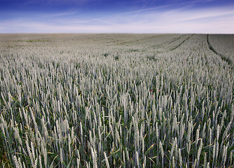 Image showing Fields of Wheat