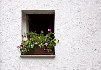 Image showing Old Windows and Shutters