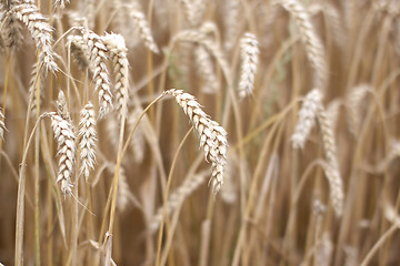 Image showing Fields of Wheat in Summer