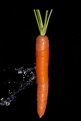 Image showing Carrot with water splash on black