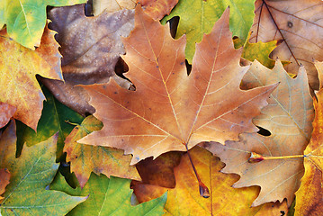 Image showing Autumn leaves