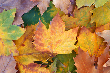 Image showing Autumn leaves