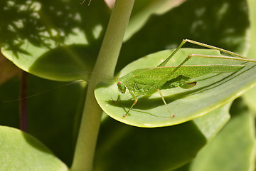 Image showing European Grasshopper, Tettigonia viridissima