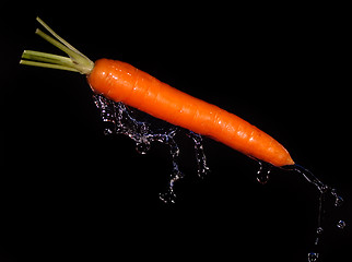 Image showing Carrot with water splash on black