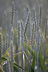 Image showing Fields of Wheat