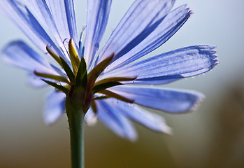 Image showing Common chicory flower, Cichorium intybus