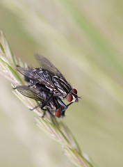 Image showing Two Flies Mating