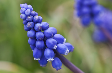 Image showing Grape Hyacinth Blossom