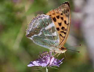 Image showing Butterfly sitting on Flower