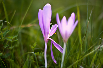 Image showing Wild Crocus blooming in early autumn